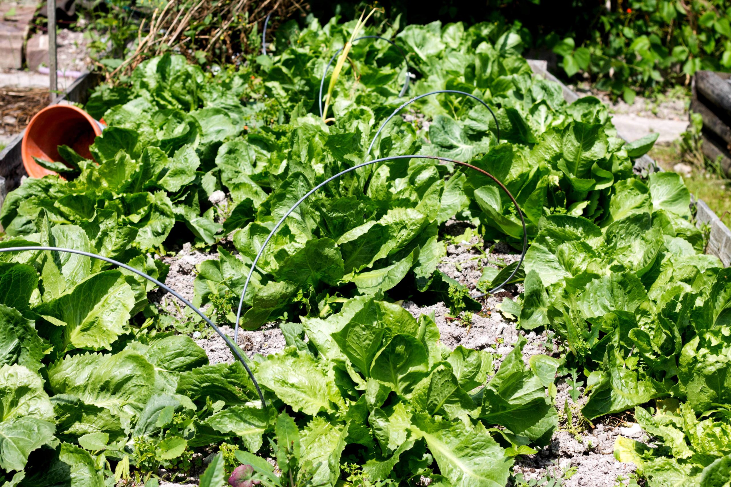 escarole growing in a garden