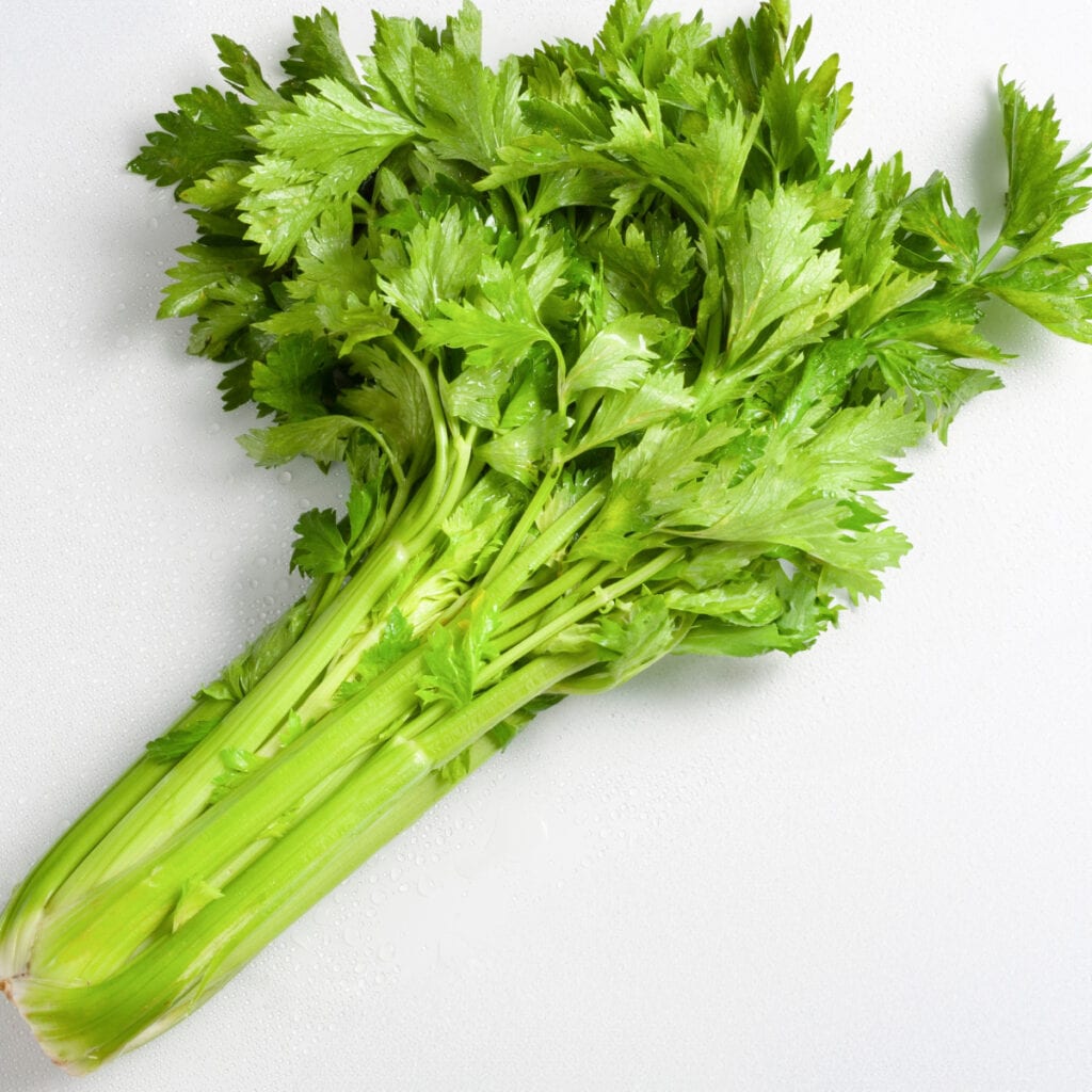 A fresh bunch of celery with vibrant green leaves and firm stalks, lightly sprinkled with water droplets, on a white background.