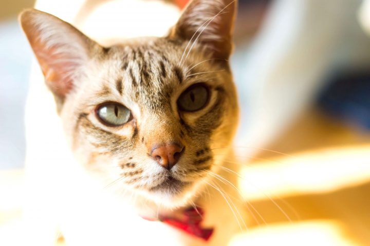 A close up of a cream coloured tabby cat's face