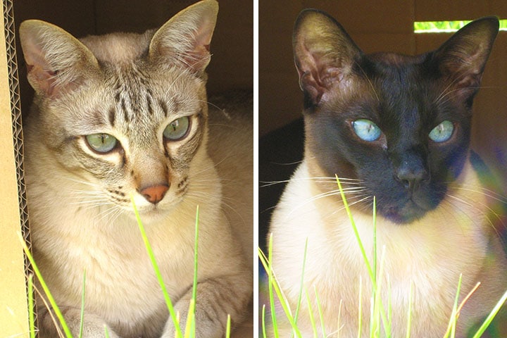 a photo of two cats together in a box