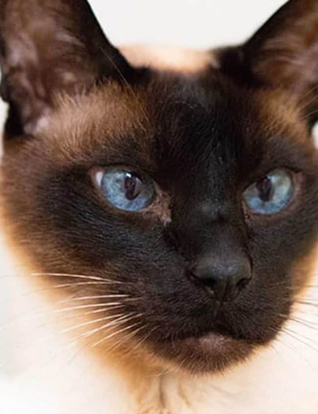 A close up of a cat with a black face and blue eyes
