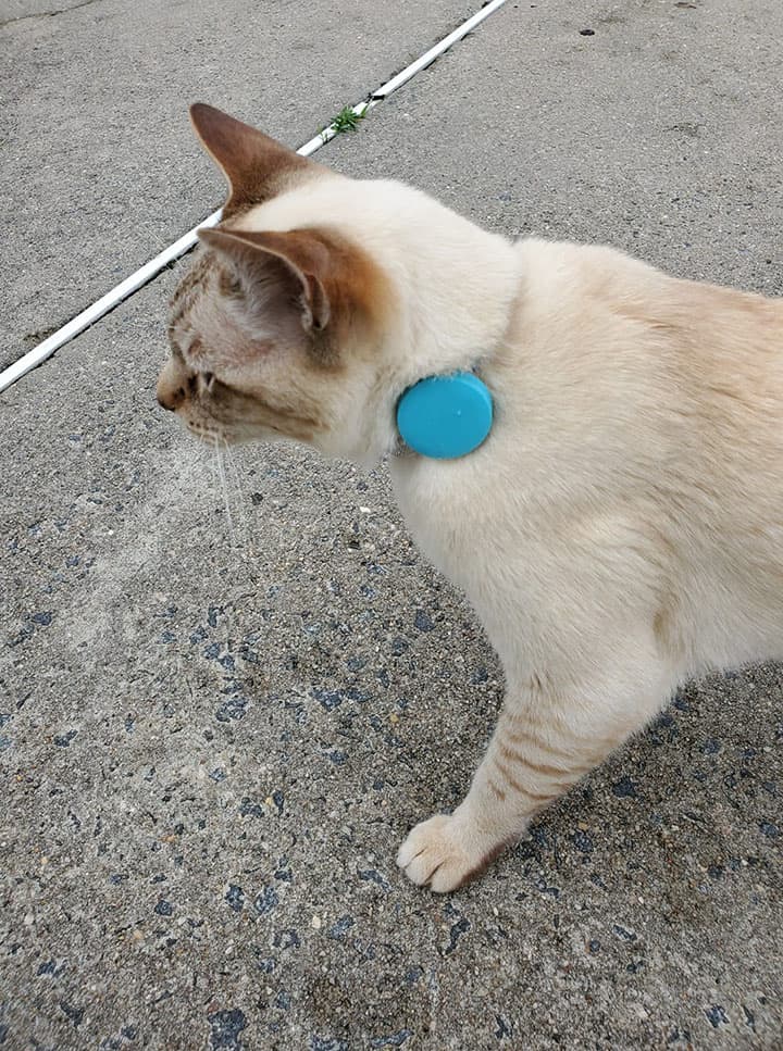 a cat with a blue disk attached to his collar 