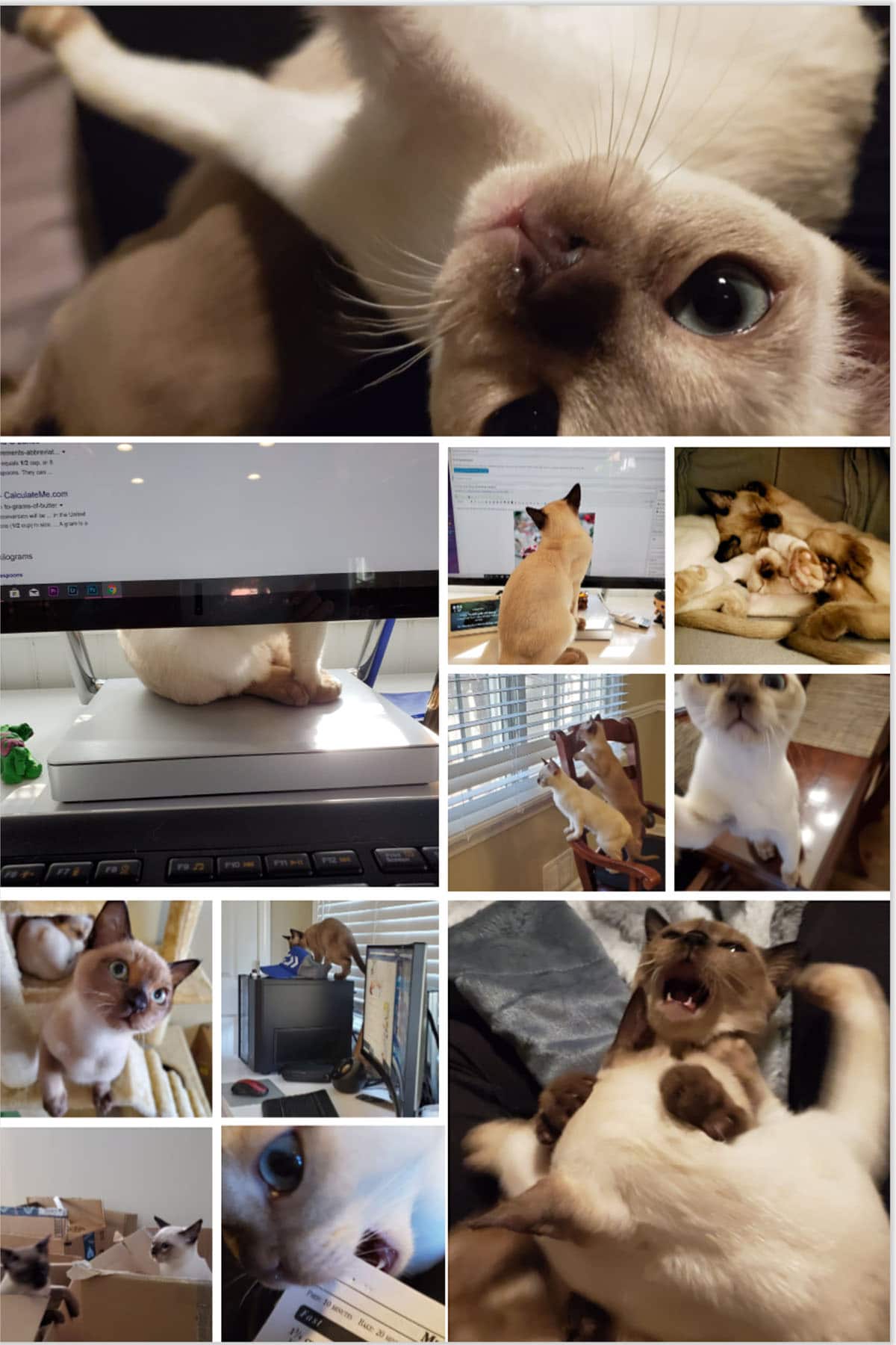 a collage of kittens getting into trouble in different ways