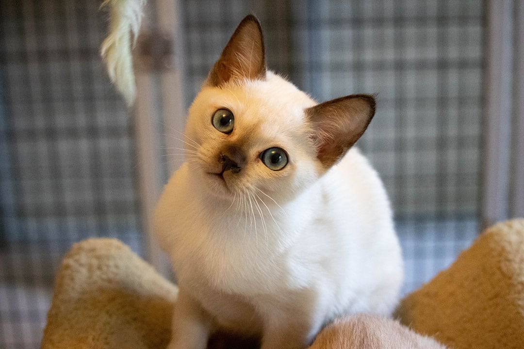 a little white kitten with big blue eyes