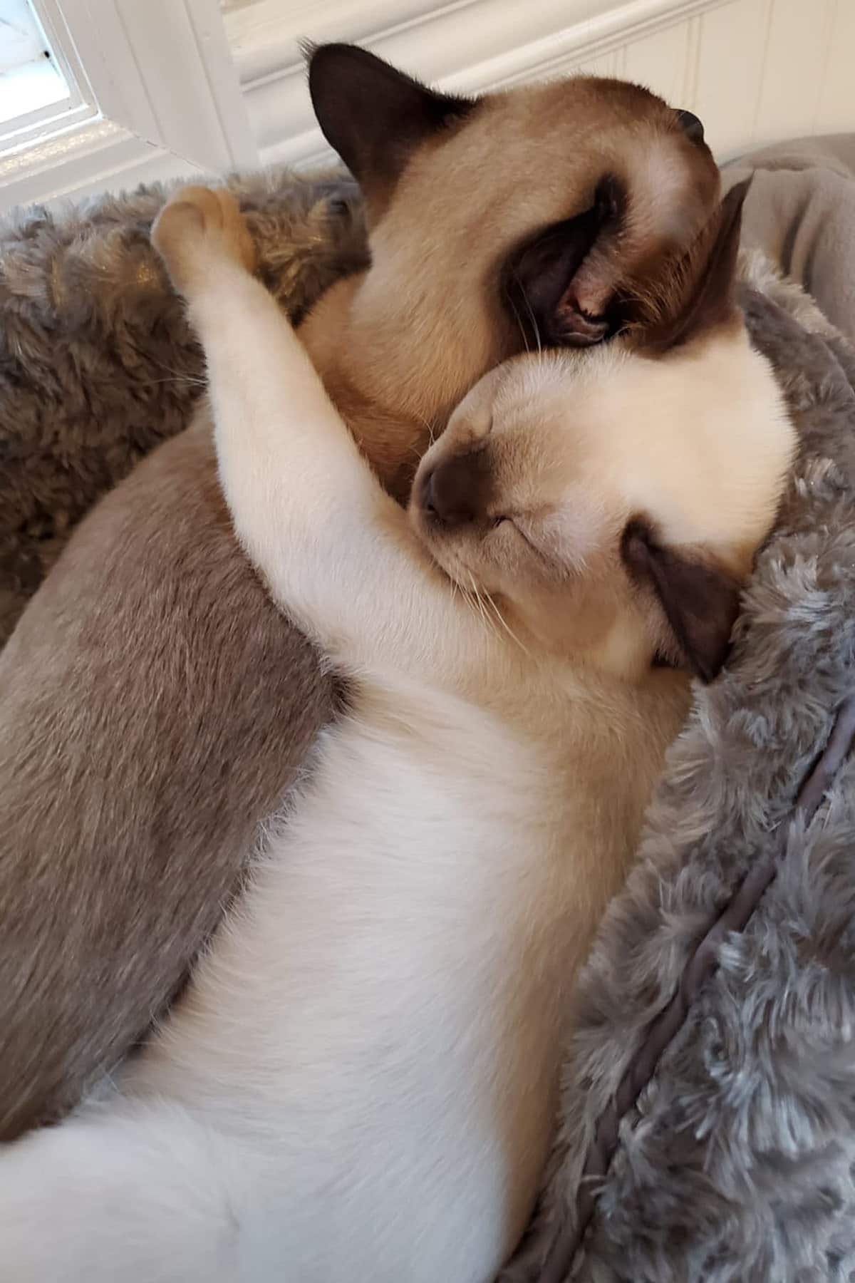 two sleeping kittens hugging