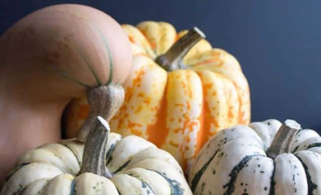 a variety of different squashes