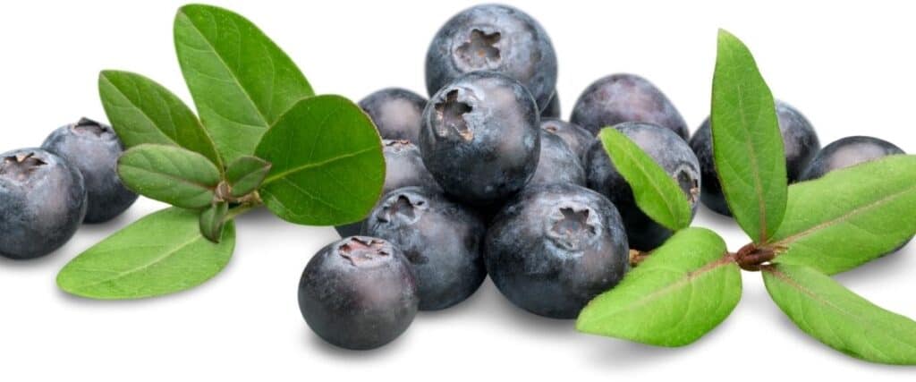 fresh blueberries with a white background