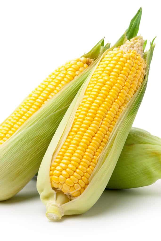 Three ears of fresh Corn on the cob