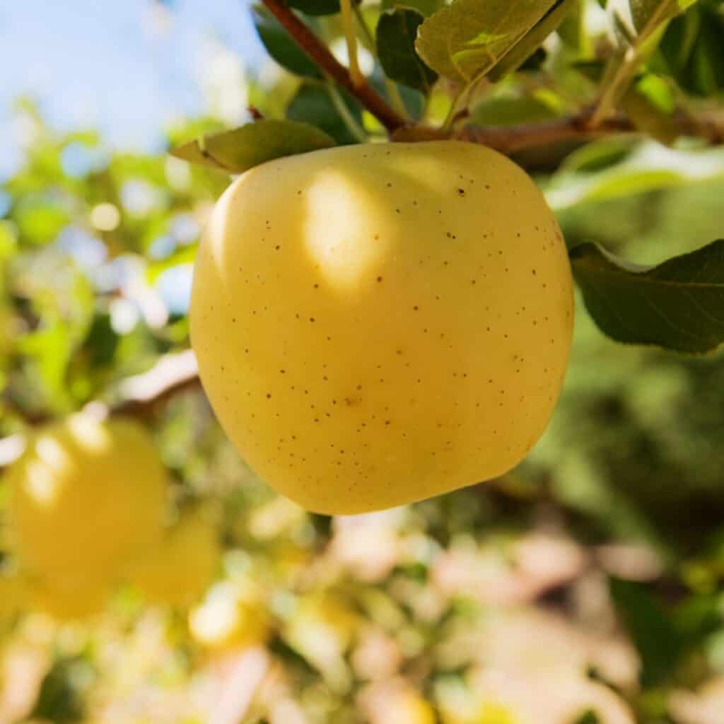 a close up of Xavier De Bavay Apples in the tree