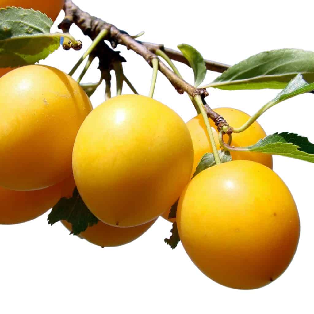 a bunch of Ximenia fruits hanging on a tree with leaves