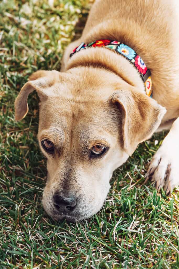 Sadie laying in the grass looking up at the camera.