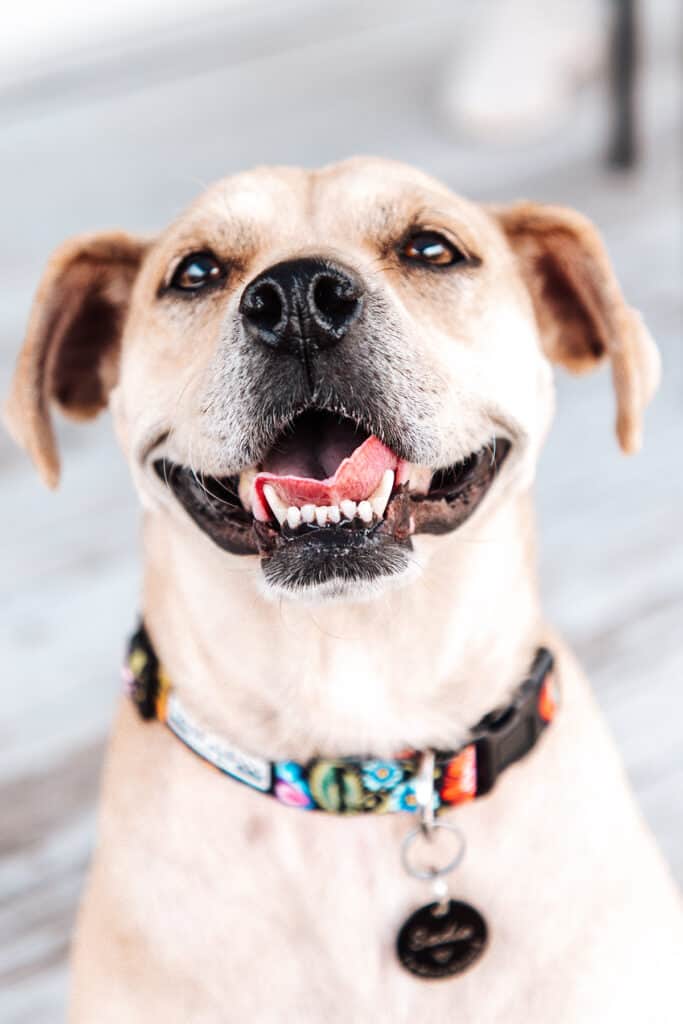 a close up image of a happy looking dog with sandy colored fur.