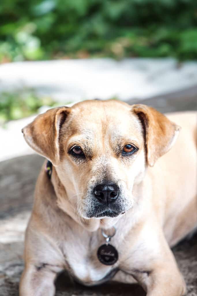 Sadie laying in the yard looking at the camera.
