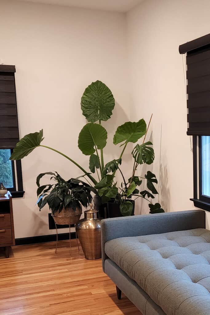 a corner of the room with lots of plants.