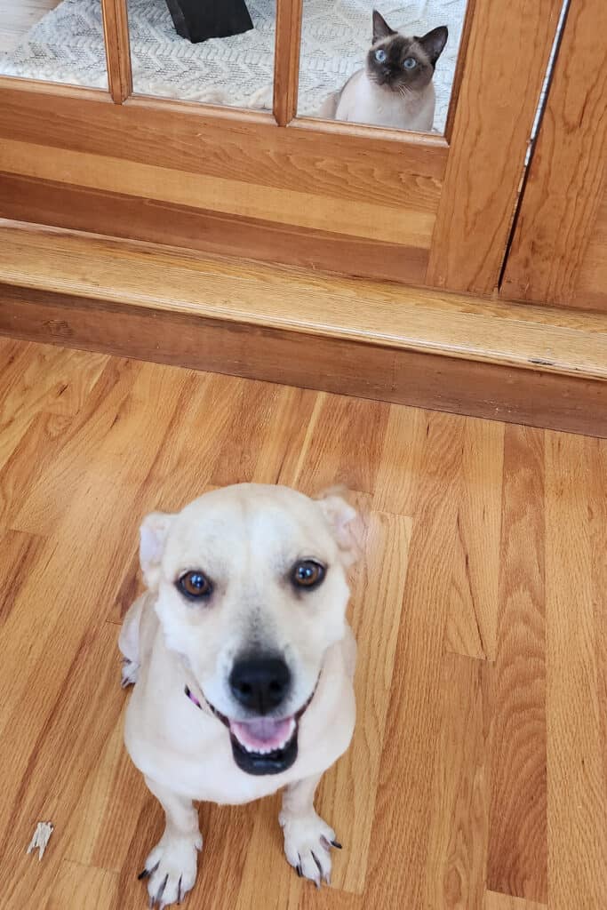 Sadie looking at the camera with a cat behind a glass door.