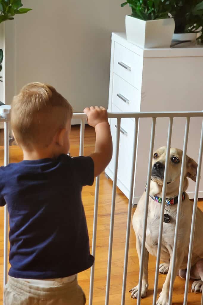 Sadie behind a baby gate with a toddler sitting nicely.